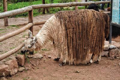 View of sheep in zoo