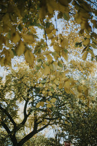 Low angle view of flowering tree