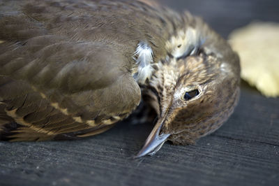 Close-up portrait of bird resting