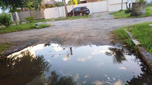 Reflection of trees in puddle