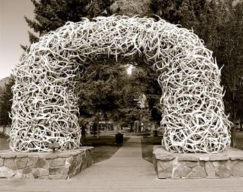 View of trees in the garden