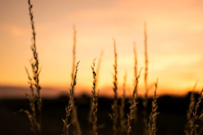 Close-up of plants against sky during sunset