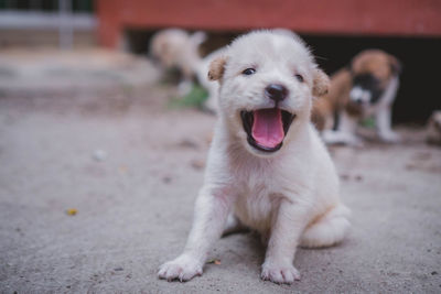 Portrait of dog sticking out tongue