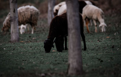 Horses grazing in a field