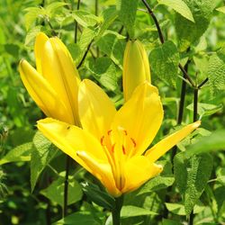 Close-up of day lily blooming outdoors