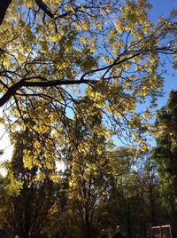 Low angle view of trees against sky