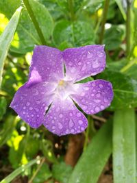 Close-up of wet flower