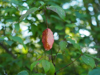 Close-up of strawberry growing on tree