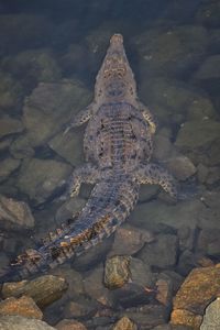 Crocodile in a pacific ocean marina in marina vallarta, puerto vallarta, mexico.