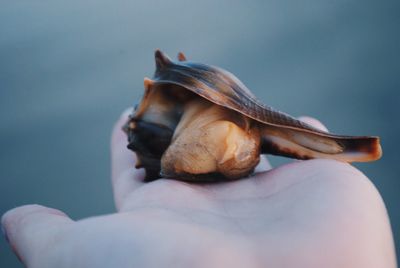 Close-up of cropped hand holding seashell