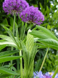 Close-up of purple flower