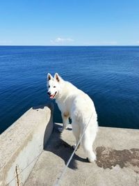 White cat on sea shore against sky