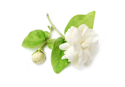 Close-up of white flowering plant