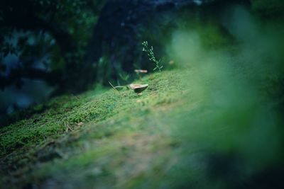 Close-up of lizard on grass