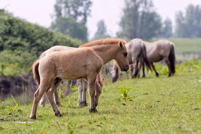 Horses grazing on grassy field