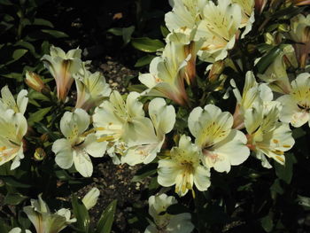 White flowers blooming in spring