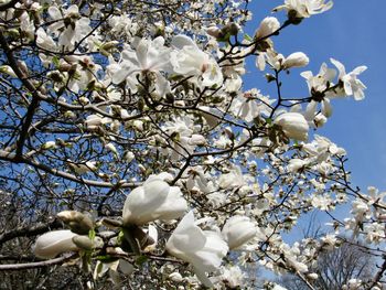 Low angle view of white flowering tree against sky