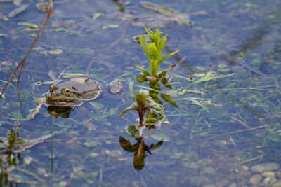 High angle view of turtle in water