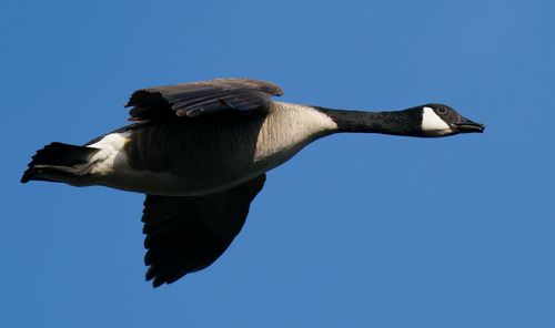 Low angle view of canada goose flying against clear blue sky