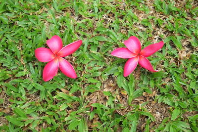 High angle view of pink flower blooming outdoors