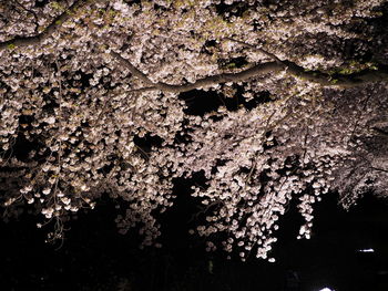 Close-up of tree against sky