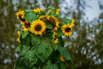 Ripe sunflowers in the evening light.