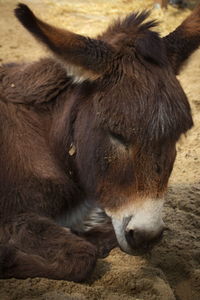 Close-up of a horse on field