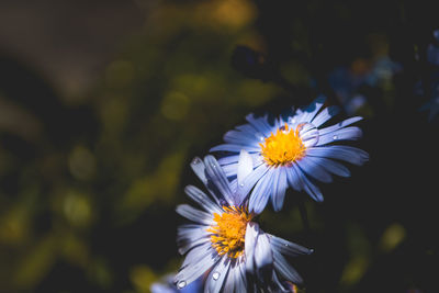 Close-up of white daisy flower