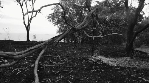 Bare tree in forest