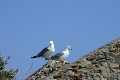 Low angle view of seagulls perching on rock against clear blue sky