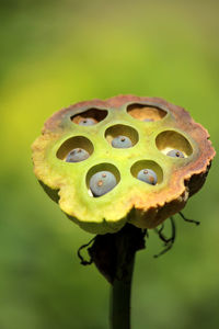 Close-up of lotus water lily on plant