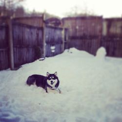 Close-up of dog