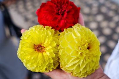 Close-up of person holding bouquet of red rose