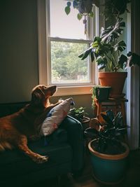 Golden retriever living the life. 