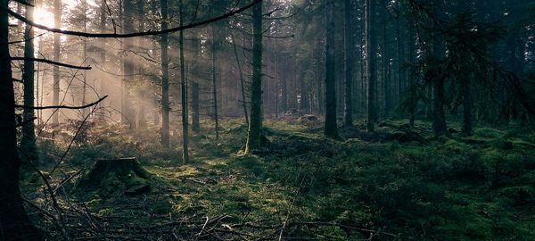 Trees growing in forest