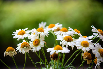 Close-up of yellow flowers blooming outdoors