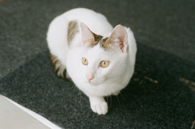 High angle portrait of cat sitting on floor