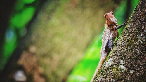 Close-up of lizard on tree trunk in forest