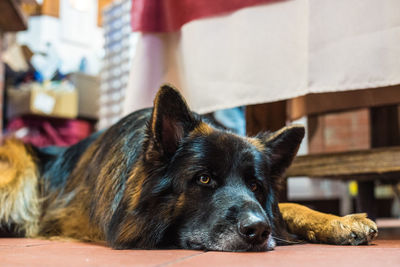 Close-up portrait of dog resting at home