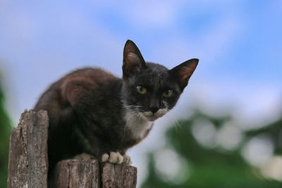 Close-up portrait of a cat