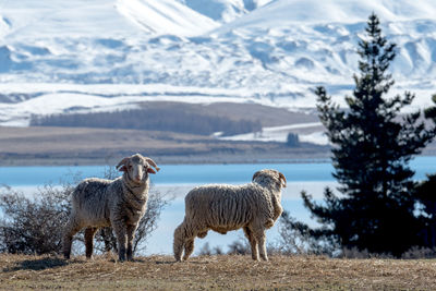 Sheep on snow field against sky