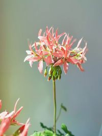 Close-up of pink flowering plant