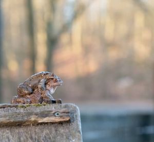 Bird perching on wooden post