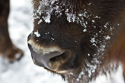 Close-up of an animal during winter