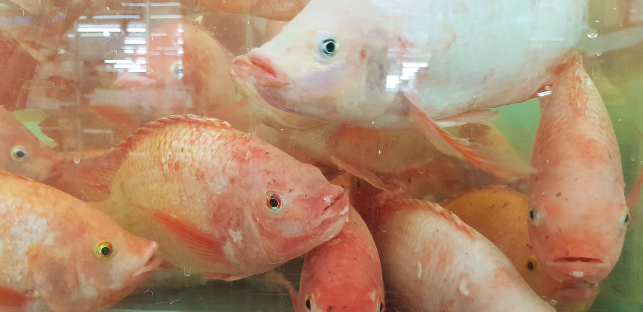 CLOSE-UP OF FISHES IN SEA