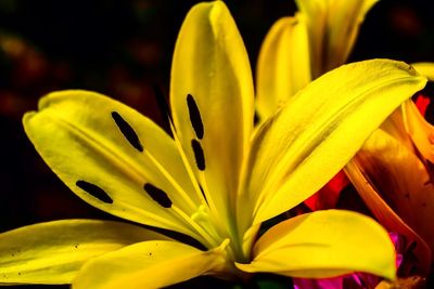 Close-up of yellow lily blooming outdoors