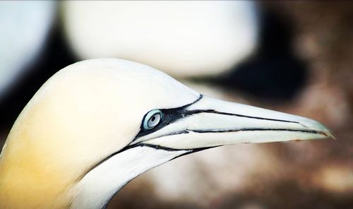 Close-up of bird