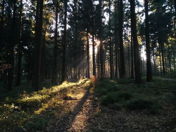 Trees in forest