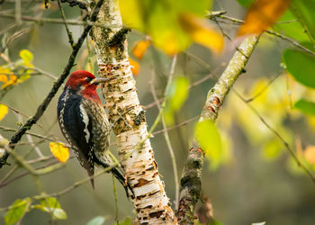 Close-up of bird perching on branch