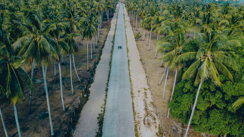 Panoramic shot of palm trees on field